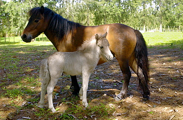 Shetland pony and foal , North Island, New Zealand