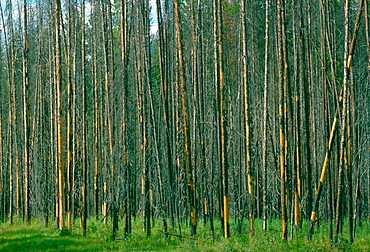 Larch trees in a wood in Canada