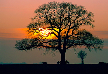 Sheep silhouetted against the sunset  as they shelter under an oak tree, England