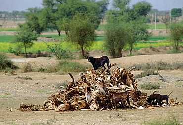 A hungry black mongrel dog scavenging among a pile of old bones at Nalu, Rajasthan, India.