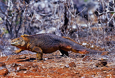 Land iguana , Galapagos Islands, Ecuador