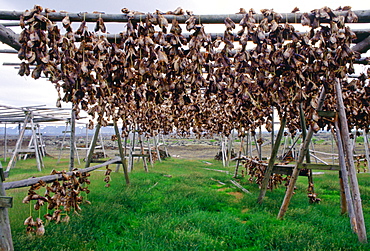 Air drying of fish heads for food, Iceland