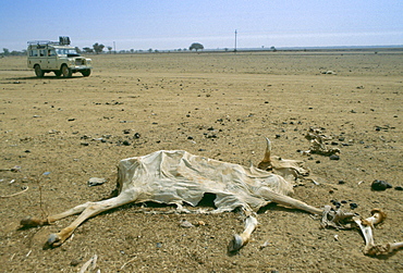 Drought in Burkina Faso (formerly Upper Volta).  A white Land Rover 4-wheel drive vehicle drives past a dried out carcass.