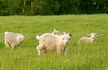 Angora goat on North Island  in New Zealand