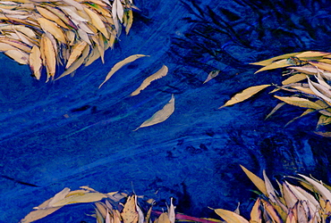 Leaves fallen from a willow tree form an abstract pattern in a polluted river, England, United Kingdom