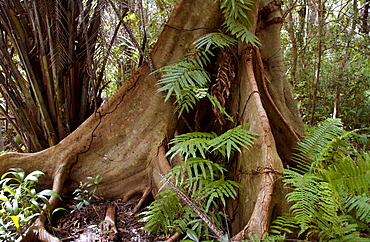 Sycamore Ficus (Fig) tree with buttress roots adapted for shallow soil, Jozani Forest, Zanzibar