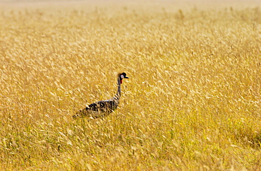 Grey Crowned Crane,  Ngorongoro, Tanzania, East Africa