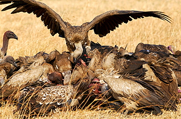 Lappet Faced Vultures feasting on an animal carcass, Grumet, Tanzania, East Africa