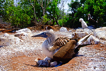 Blue-footed Booby bird on the Galapagos Islands, Ecuador  sheltering young birds