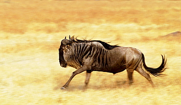 Blue Wildebeest running, Grumeti, Tanzania