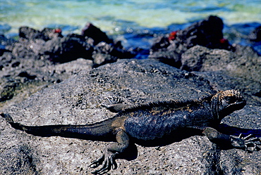 Marine Iguana on rocks,  Galapagos Islands, Ecuador