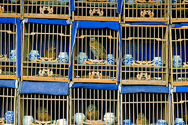 Songbirds for sale in wooden cages in a market in Beijing (formerly Peking) China