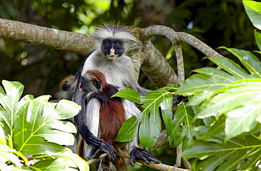 Zanzibar Red Colobus monkey, one of Africa's rarest primates