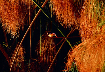 Malachite kingfisher bird and papyrus in the Okavango Delta, Botswana, Africa