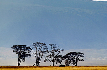 Black Rhinoceros with crater rim behind, Ngorngoro Crater, Tanzania, East Africa