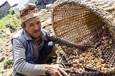 A man collects freshly dug new season potatoes, near Thimbu, Helambu, Nepal, Asia