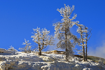 Ice encrusted dead trees against clear skies, Mammoth Hot Springs, Yellowstone National Park, UNESCO World Heritage Site, Wyoming, United States of America, North America 