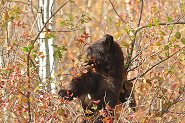 Cinnamon black bear (Ursus americanus) climbs a tree in search of autumn (fall) berries, Grand Teton National Park, Wyoming, United States of America, North America 