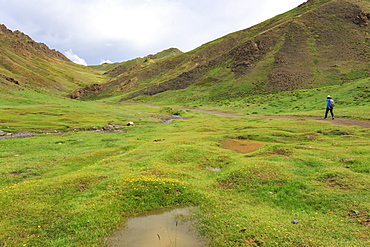 Hiker in lush Yolyn Am (Yol or Eagle Valley) with flowers after summer rain, Gurvan Saikhan National Park, Gobi Desert, Mongolia, Central Asia, Asia