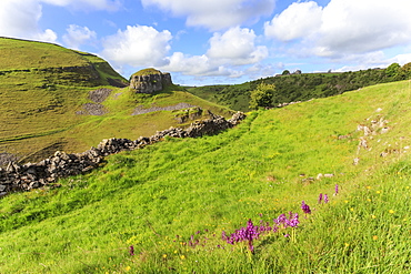 Early purple orchids (Orchis mascula) and Peter's Rock, Cressbrook Dale Nature Reserve in May, Peak District, Derbyshire, England, United Kingdom, Europe