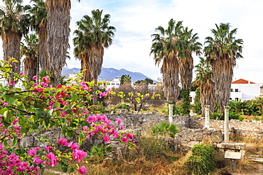 Ancient Agora, Bougainvillea and palm trees, Greek, Roman and Byzantine ruins, Kos Town, Kos, Dodecanese, Greek Islands, Greece, Europe