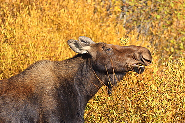 Moose (Alces alces) cow in profile, surrounded by golden autumn (fall) vegetation, Grand Teton National Park, Wyoming, United States of America, North America 