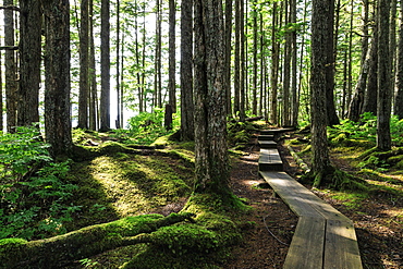 Mount Dewey trail, Wrangell, outback pioneer port and fishing community, gateway to Stikine River, Inside Passage, Alaska, United States of America, North America