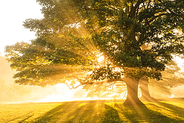 Rays of sun shine through autumn (fall) mist, backlighting a copse of trees, Chatsworth Park, Chesterfield, Derbyshire, England, United Kingdom, Europe