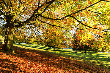 Autumn (fall) colours, Chatsworth Park, stately home of the Duke of Devonshire, Chesterfield, Derbyshire, England, United Kingdom, Europe