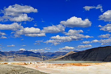 Dead trees and steam with mountain backdrop and blue skies, Mammoth Hot Springs, Yellowstone National Park, UNESCO World Heritage Site, Wyoming, United States of America, North America  