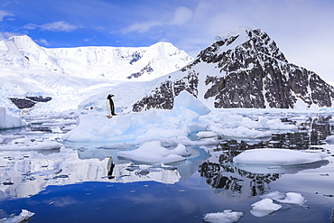 Gentoo penguin on an iceberg reflected in calm waters of sunny Neko Harbour, mountain and glacier backdrop, Antarctica, Polar Regions