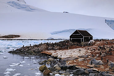 Gentoo penguin (Pygoscelis papua) colony, boat hut of Chilean Gonzalez Videla Station, Waterboat Point, Paradise Bay, Antarctica, Polar Regions