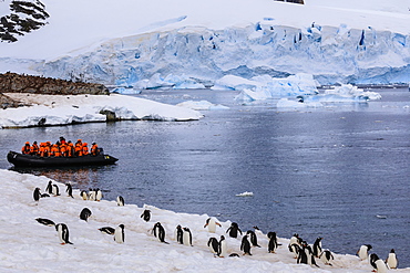 Gentoo penguins (Pygoscelis papua), tourists on a zodiac and blue glacier, Cuverville Island, Antarctic Peninsula, Antarctica, Polar Regions