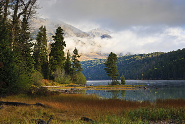 Pines, low clouds and mountains, autumn (fall) at Phelps Lake, Grand Teton National Park, Wyoming, United States of America, North America 