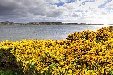 Yellow flowering gorse (ulex), distant mountains, good weather, The Narrows, Stanley Harbour, Port Stanley, Falkland Islands, South America