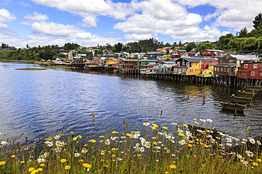 Palafitos, colourful stilt houses on water's edge, unique to Chiloe, with wild flowers, Castro, Isla Grande de Chiloe, Chile, South America