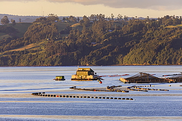 Floating house, salmon and mussel aquaculture, rural scene, late evening sun, Castro inlet, Isla Grande de Chiloe, Chile, South America