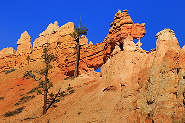 Dragon-shaped rock lit by late afternoon sun, winter, Mossy Cave Trail, Bryce Canyon National Park, Utah, USA