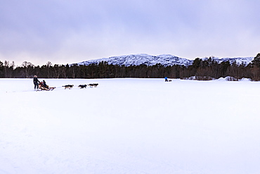 Alaskan husky pulled dog sleds speed across snowy plain in winter twilight, Alta, Finnmark, Arctic Circle, North Norway, Scandinavia, Europe