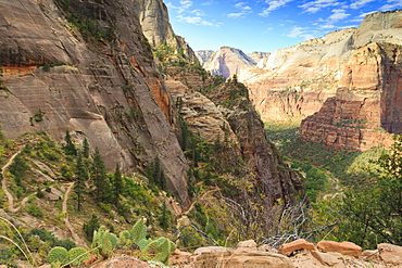 View into Zion Canyon from trail to Observation Point, Zion National Park, Utah, United States of America, North America 