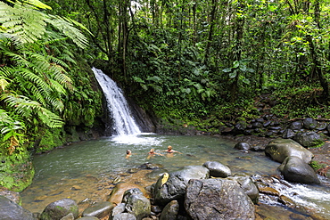 Cascade aux Ecrevisses, Crayfish Waterfall, Parc National de la Guadeloupe, Guadeloupe National Park, Basse Terre, Guadeloupe, Leeward Islands, West Indies, Caribbean, Central America