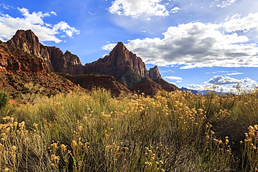 Desert brush and the Watchman in winter, Zion Canyon, Zion National Park, Utah, United States of America, North America