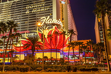 Neon lights, Las Vegas Strip at dusk with Flamingo Facade and palm trees, Las Vegas, Nevada, United States of America, North America 