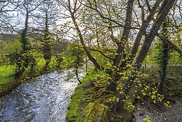 River Wye, trees and Peak Tor in spring, Rowsley, Derbyshire, England, United Kingdom, Europe