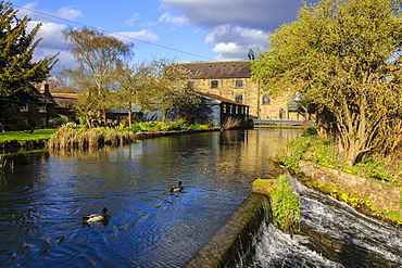 Caudwell's Mill, mill cottages and mallard ducks in spring, a listed historic roller flour mill, Rowsley, Derbyshire, England, United Kingdom, Europe