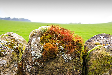 Moss and lichen on a dry stone wall near Elton on a murky spring day, Peak District National Park, Derbyshire, England, United Kingdom, Europe
