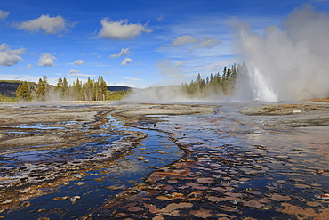 Daisy Geyser, one of the most predictable, erupts at an angle, Upper Geyser Basin, Yellowstone National Park, UNESCO World Heritage Site, Wyoming, United States of America, North America