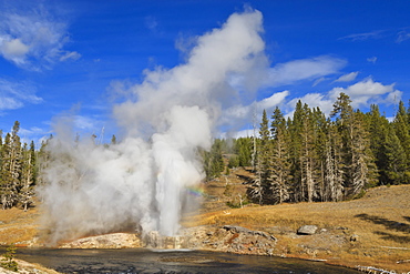 Eruption of Riverside Geyser, Firehole River, Upper Geyser Basin, Yellowstone National Park, UNESCO World Heritage Site, Wyoming, United States of America, North America