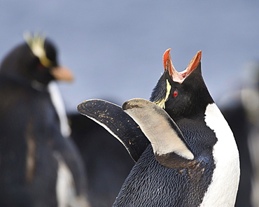 Rockhopper penguin (Eudyptes chrysocome) vocalisation, Rockhopper Point, Sea Lion Island, Falkland Islands, South America