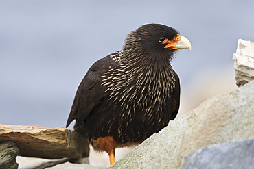 Striated caracara (Phalcoboenus australis), Rockhopper Point, Sea Lion Island, Falkland Islands, South Atlantic, South America